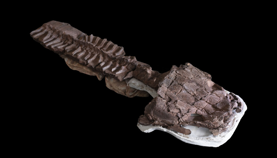 Slik ser fossilet ut etter at det ble gravd opp og børstet rent for sand. Fossilet består av hodeskallen og ryggraden til Gaisaia. Et brunt skjelett som ser litt ut som en leirfigur. Den likner litt på en spade, der hodet er tydelig toalett-formet. På bildet ligger fossilen på svart bakgrunn.