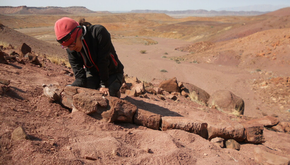Gaiasia ble funnet i ørkenen i Namibia av blant annet Claudia Marsicano. En person står på knærne over fossilet i et ørkenlandskap. Hun har blå lue, solbriller og en svart jakke. Det ser ut som hun skal til å løfte fossilet, men sannsynligvis børster hun bare på det.