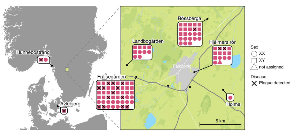 Kartet viser hvor levningene ble funnet. De svarte kryssene viser individer som var infisert med pestbakterien. Kart over Sverige og Danmark som viser funnstedene for skjelettene i studien.