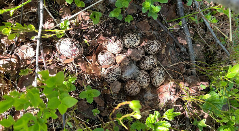 Hvordan påvirker den tidlige og varme våren lirypas hekkesuksess?