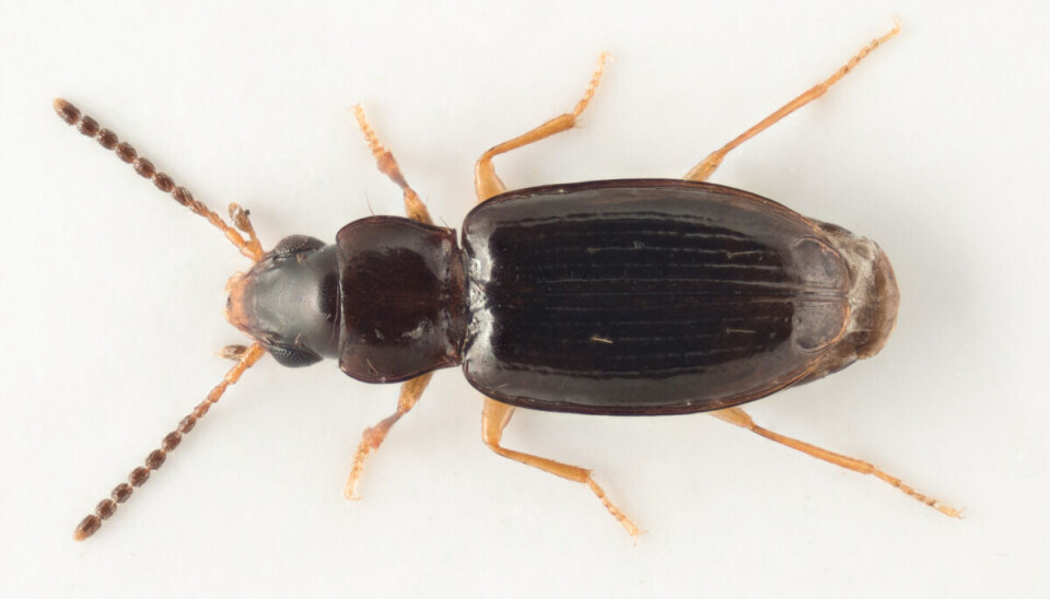 Bladbillen Chrysolina americana, løvsnutebillen Pachyrhinus lethierryi og løpebillen Tachyura parvula er noen av insektene som kan følge med i potta til hageplanter og derfra spre seg til norsk natur.