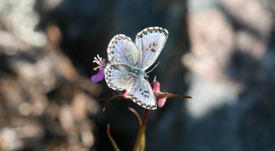 Rekordår for klippeblåvinge