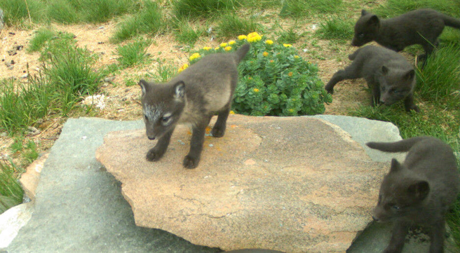 Her er årets første fjellrevkull