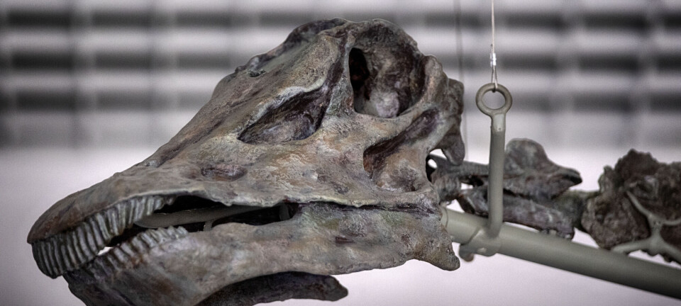 Det er noe helt spesielt med dette dinosaur-skjelettet