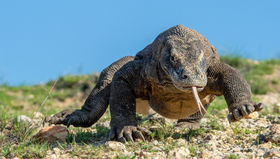Komodovaranen er giftig med skarpe tenner, det gjør den veldig farlig. En komodovaran som løper bortover en slette. Bilde er tatt forfra.