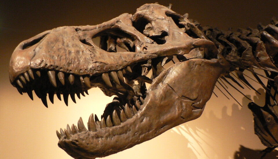 Slik ser hodeskallen til Tyrannosaurus rex ut, synes du tennene ligner? Hodeskallen til en tyrannosaurus rex.