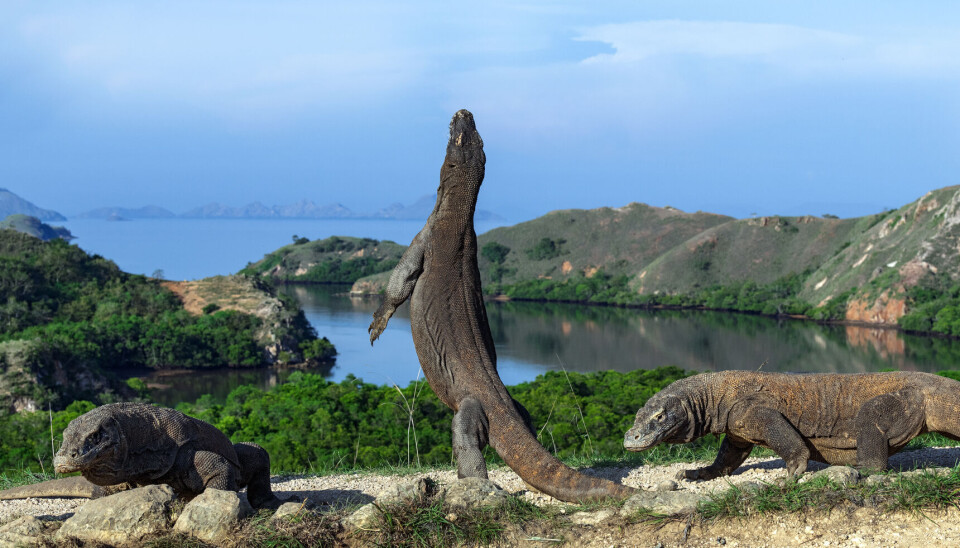 Mennesker har lov til å besøke øya, men de må holde avstand, for komodovaranene kan være farlige. Tre komodovaraner står på toppen av et fjell og i bakgrunn kan du se resten av øya Komodo. Komodovaranen i midten står på bakbena med snuta opp.