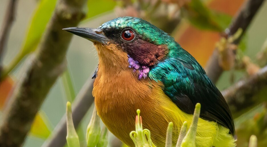 Kan fargesprakende fugler ha eksistert helt siden dinosaurenes tid?