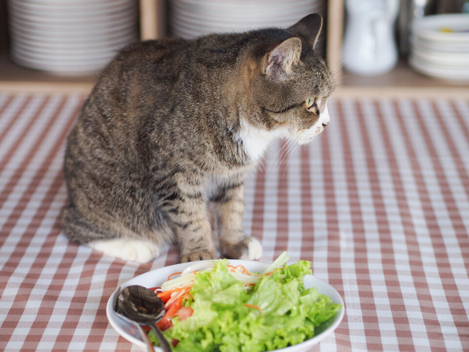 Nei, takk! I salat er det ikke særlig mye umami-smak. Katter vil heller ha kjøtt.