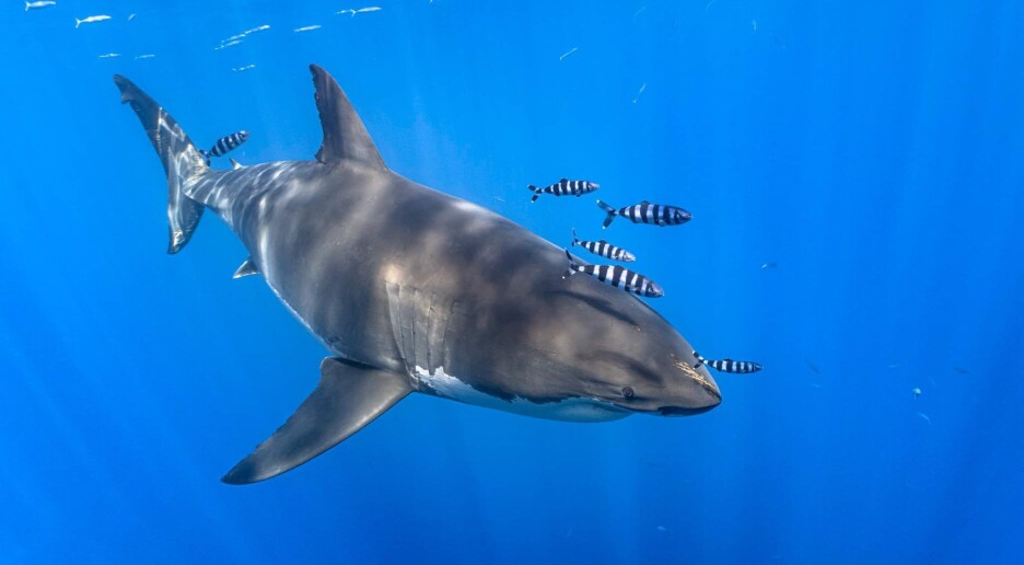 Forskere avdekker hvithaiens slektshistorie