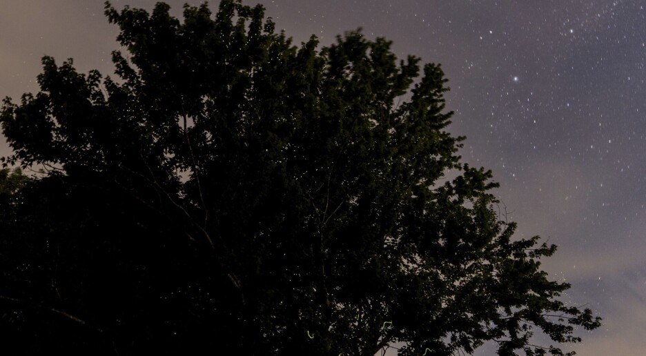 Gatelykter kan forstyrre insekters appetitt