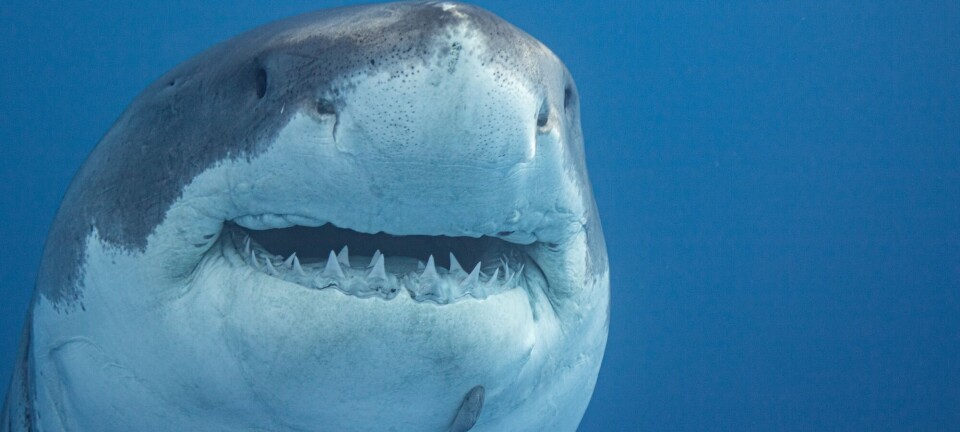 Haien kan være farlig for folk, men den er viktig for havet