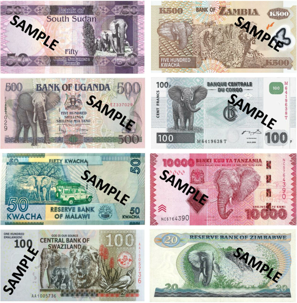 Store dyr som elefanter og løver er mye brukt på sedlene fra Afrika. Bildet er av ulike pengesedler fra Afrika. De fleste har elefanter på seg. De er både grønne, røde, brune, lilla og gule.