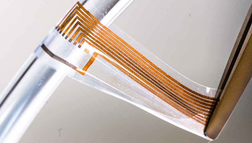 Forskerne har festet mange nanotråder av gull inntil hverandre på silikon, som er en slags gummi. Tanken er at disse skal festes til nerver inni kroppen. Et gjennomsiktig flak med silikon med striper av gull på strekkes med et pinsett.