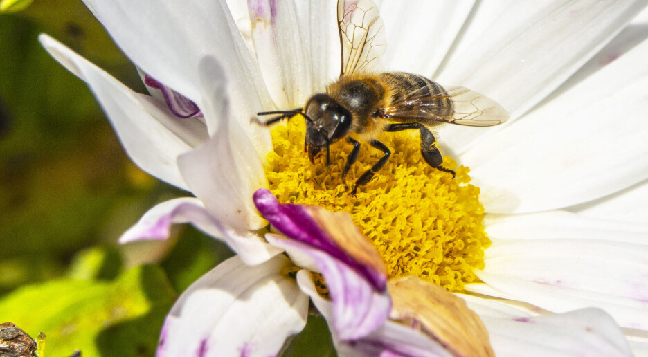 Ekspert: Vi planter feil blomster for å hjelpe truede biearter