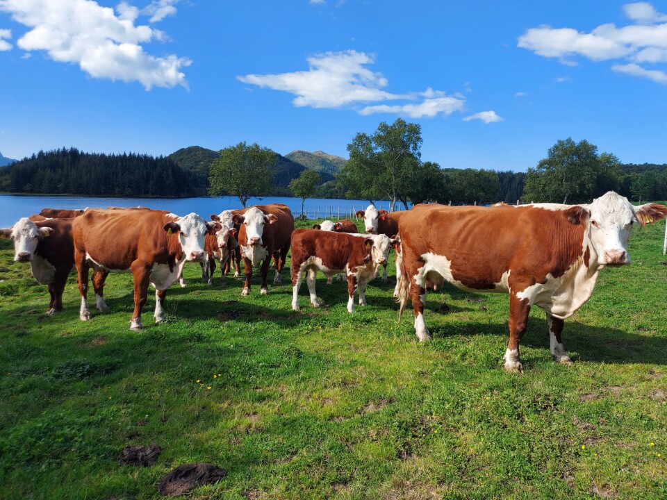 Verdens sultrammede øker. Av hensyn til matsikkerheten både i Norge og i andre land, er det viktig å sørge for matproduksjon i hele landet.