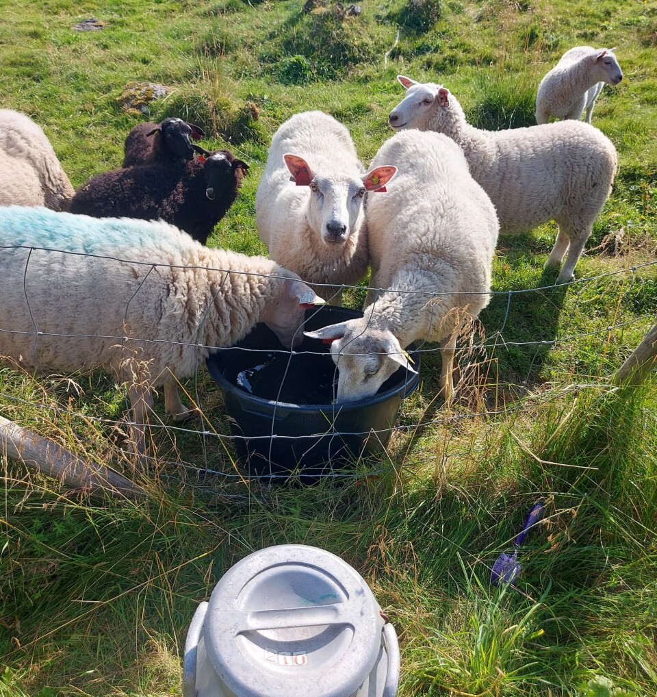 Drøvtyggerne er viktig for matsikkerheten i Norge. Store deler av landet er svært godt egnet til å produsere melk og kjøtt ved hjelp av sau, geit og ku. Dyra må ha gras, og slik bidrar de grasbaserte produksjonene til landbruk i hele landet. De nye kostholdsrådene som vil begrense forbruket av mat fra disse dyra, vil bidra til at 30 % jordbruksareal kan gå ut av drift dersom de følges (6). Nord-Norge er en av landsdelene som vil bli hardest rammet.