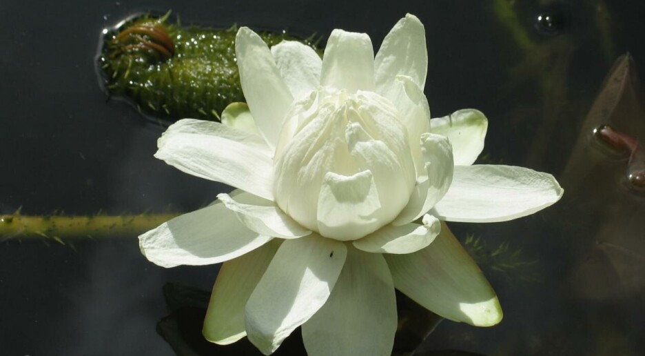 Den sjeldne kjempevannliljen blomstrer kun to netter. I år kan du følge blomstringen minutt for minutt