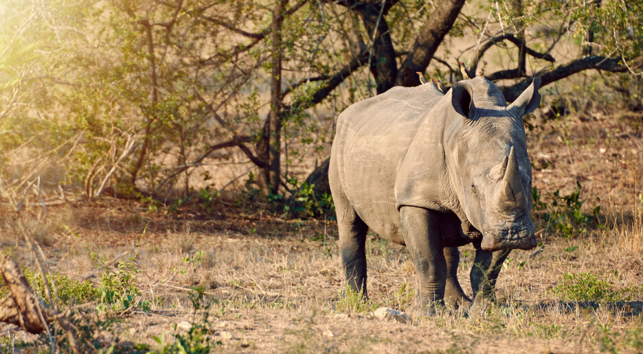 Hvorfor behandler vi truede dyr så dårlig?