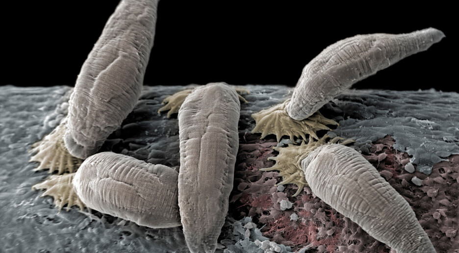 Fremmede dyr, planter og parasitter koster Norge opp mot fire milliarder hvert år