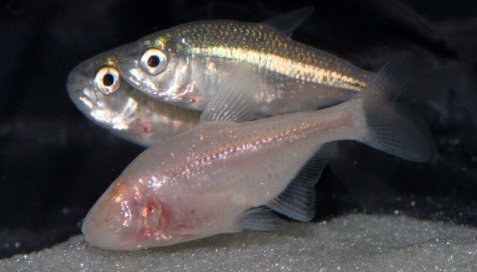 Samme type fisk, men utseende er ulikt. Det er også antall smaksløker. Hulsefisken i front har ingen pigmenter og er nesten gjennomsiktig, og den har ingen øyne. Fisken i bakgrun har en sølvfarge og har øyne.