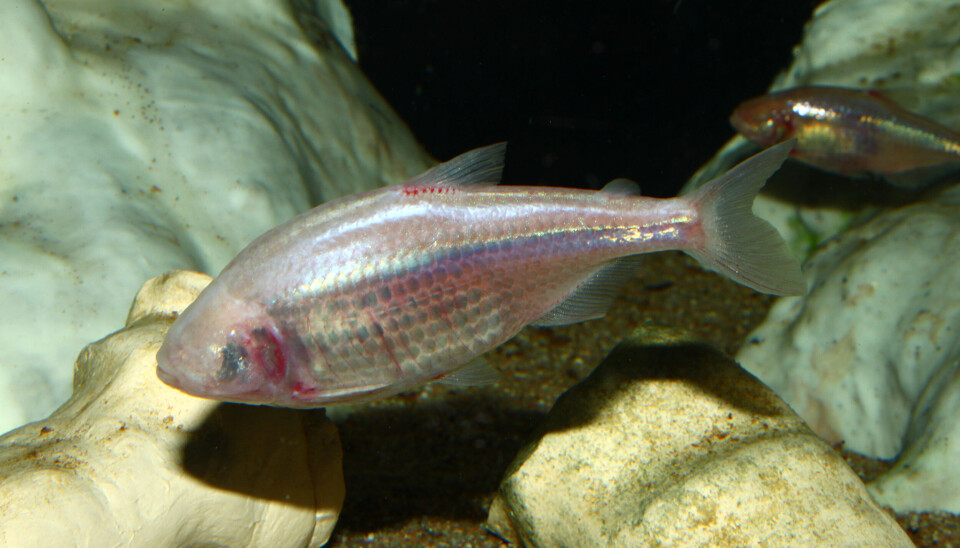 Hulefisken er blind og bruker de andre sansene for å finne fram til mat. En hulefisk i et akvarium. Den har ingen øyne og den ser nesten gjennomsiktig ut.