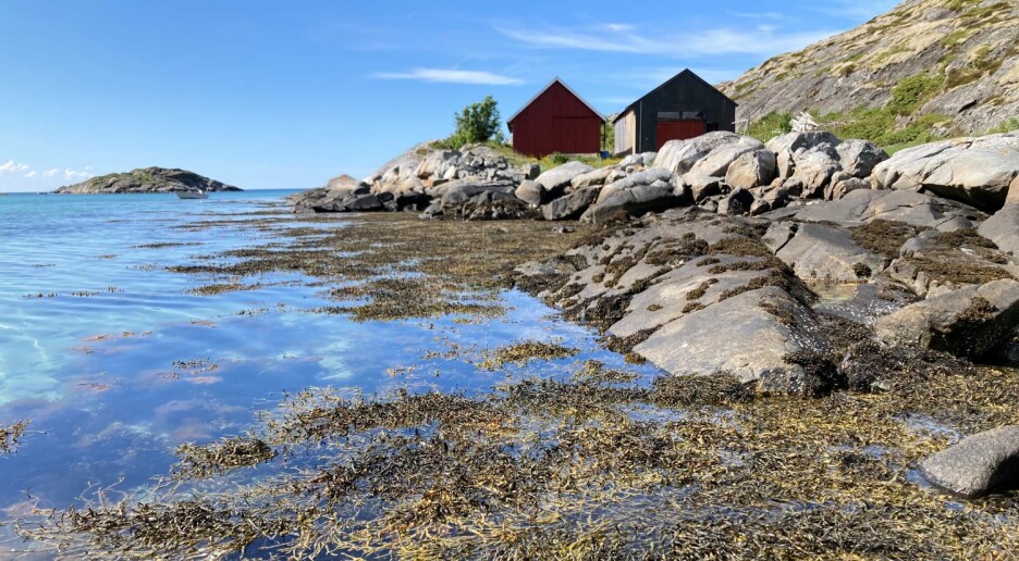 Blæretang gir mindre metan i promp