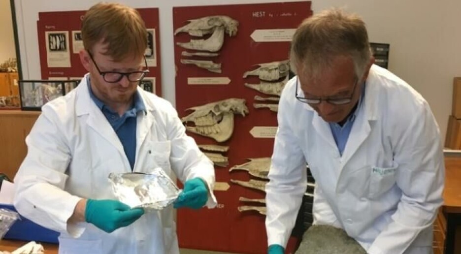 Et 150 år gammelt blåhvalskjelett fra Bergen bidro til viktig oppdagelse