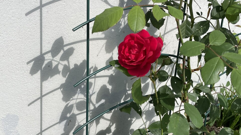 En liten blomsterhilsen til de som har bygget, skutt opp og styrer norske satellitter.