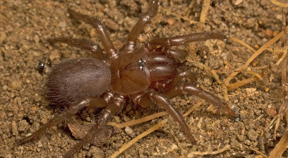 Kan edderkoppgift hjelpe dei som er ramma av slag?