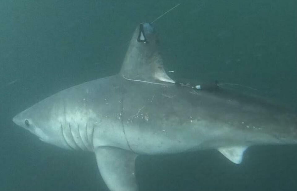 Hvem spiste denne haien?