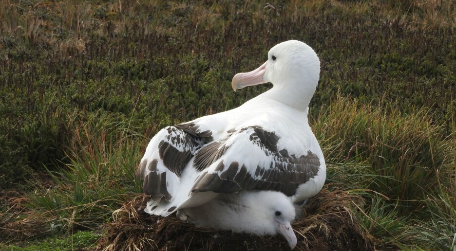 Her spiser mus albatrosser levende. Det skal fikses med helikoptre og 600 tonn musegift