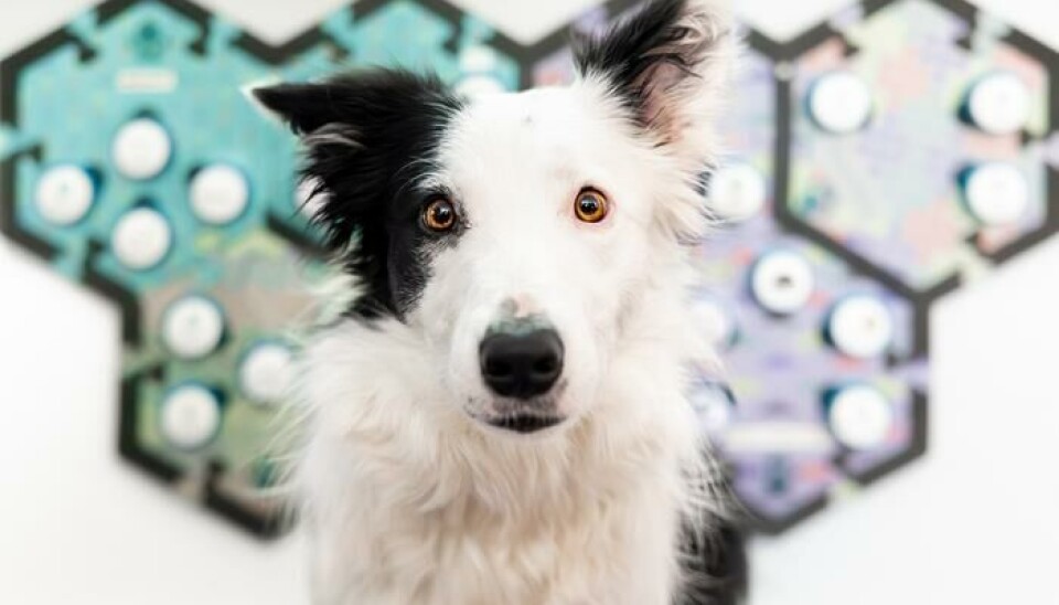 Noen hundeeiere mener de har lært opp hunden til å snakke ved å bruke knapper. En sort og hvit hund ser i kamera. I bakgrunnen synes knapper montert på sekskantede matter med ulike farger.