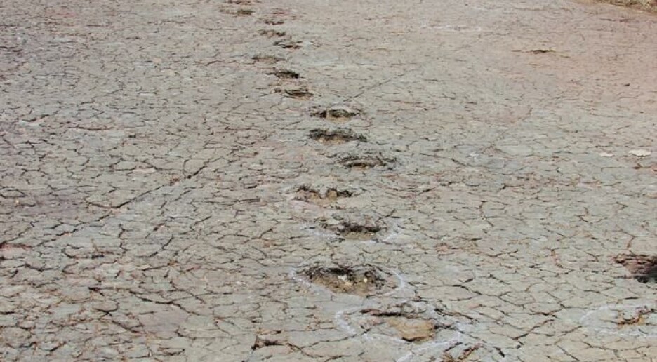 Dinosaur-fotspor i Brasil ligner fotspor i Afrika på en prikk