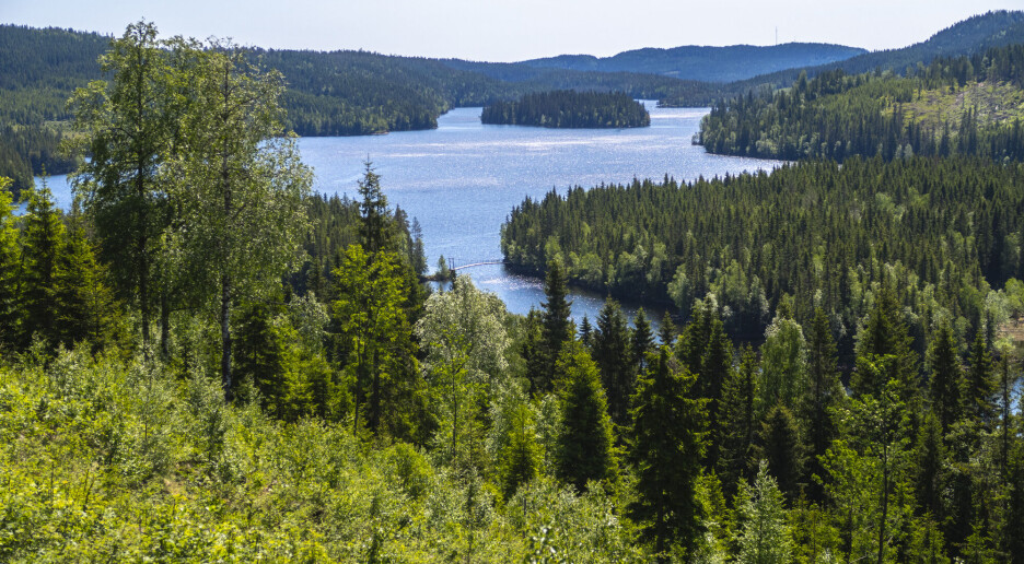 Skogen vår har mer enn tredoblet seg på hundre år