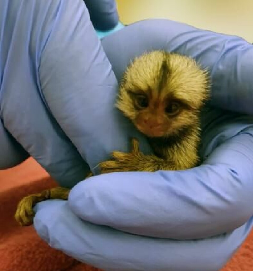 Marmosetene er veldig små. Dette er en liten baby. To hender med blå hansker holder en bitte liten apeunge.