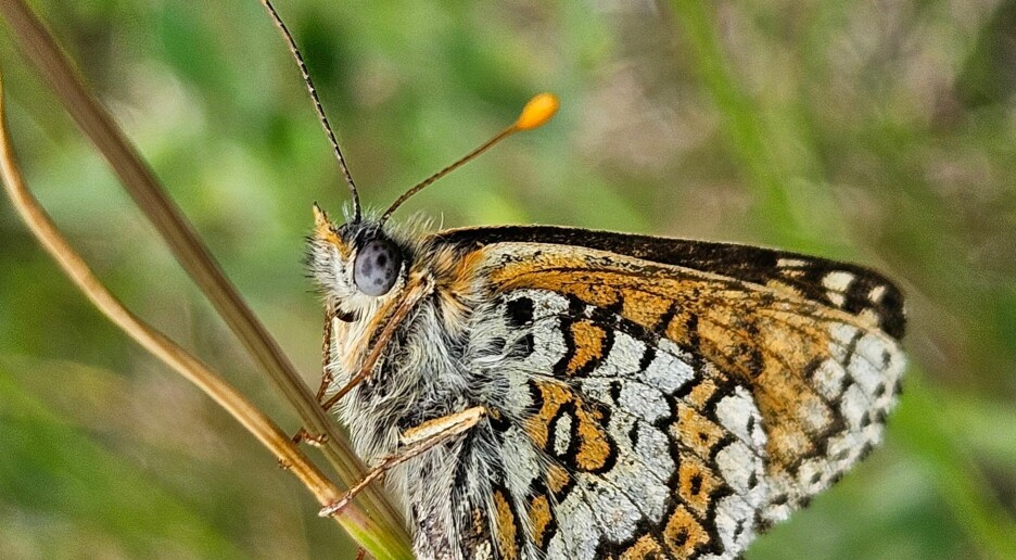 I Norge finnes denne sommerfuglen bare på en forbudt øy