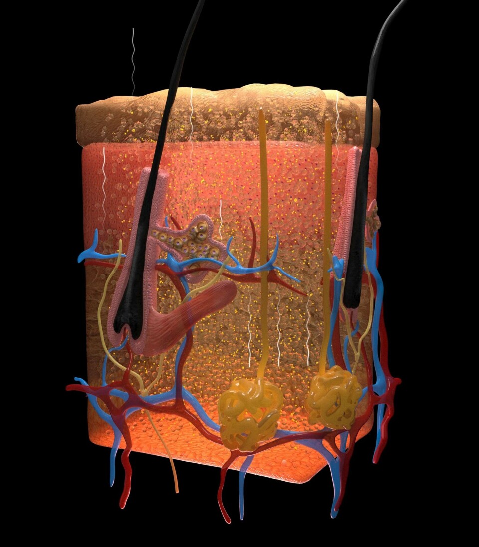 Fargestoffet gjør at lyset går tvers igjennom huden. Delene som ikke har tatt opp farge synes. Tegningen viser et veldig forstørret bilde av en bit med hud, sett fra siden. Gult fargestoff har gjort selve huden gjennomsiktig, men hår, svettekjertler og små blodårer synes.