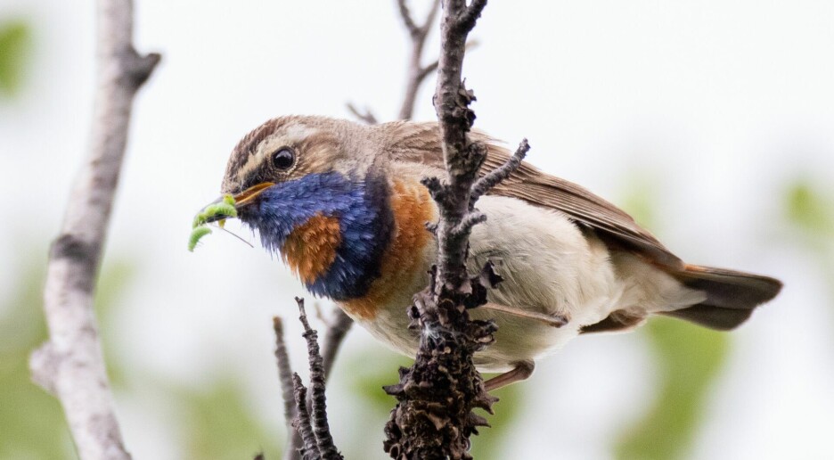 Dine notater fra turen i naturen er gull verdt for forskerne