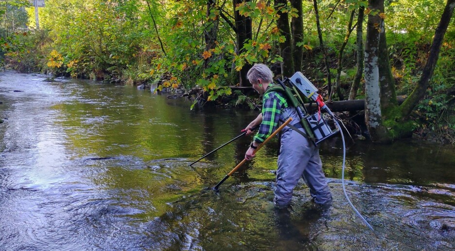 Sjøørret trives selv om veibygging gir grumsete vann