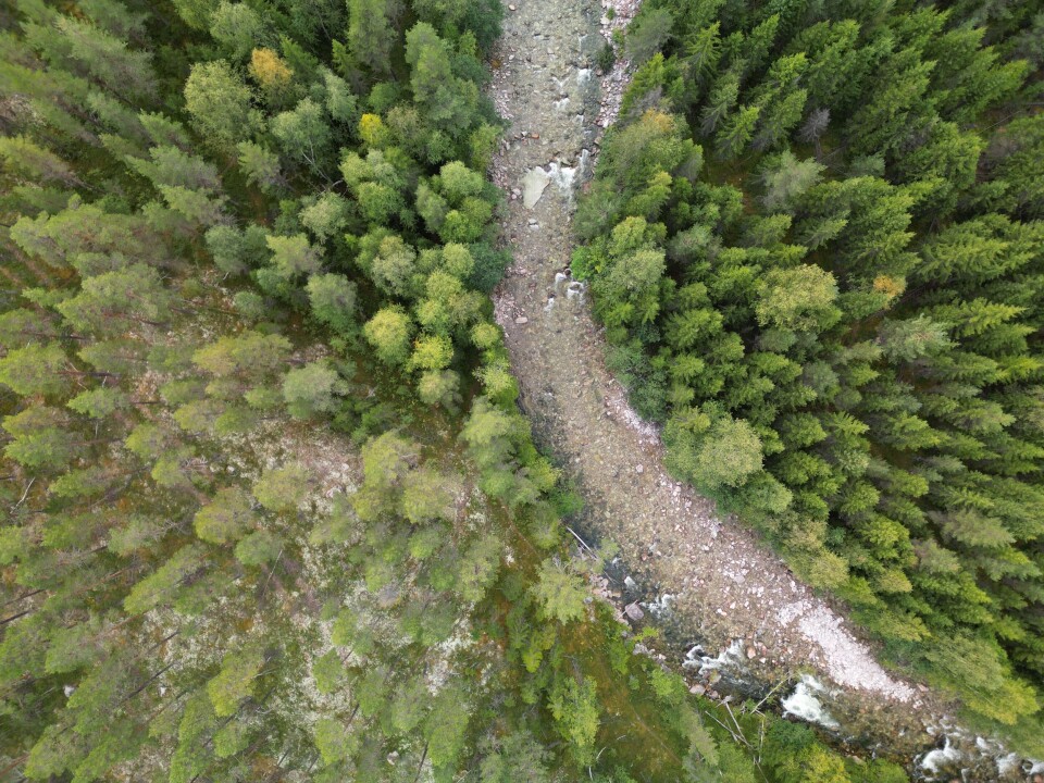Fugleperspektiv over elva Tegninga i Østerdalen. Flyfoto og dronebilder er nyttige for å planlegge elfiskestasjoner, som må være grunne og vadbare og med skjulmuligheter for ung laksefisk.