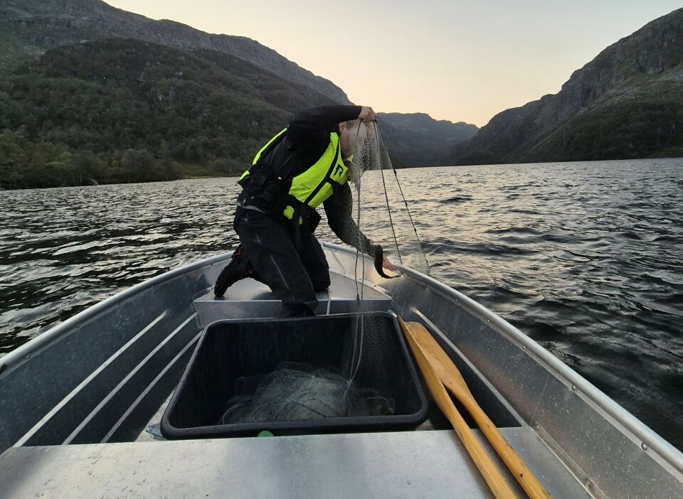 Trekking av garn under prøvefiske i Risvatnet i Vindafjord. Garnene står ute i tolv timer på nattestid og trekkes tidlig om morgenen.