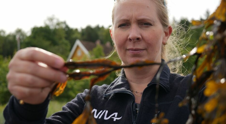 Hittil ukjente parasitter har fått fotfeste i Oslofjorden