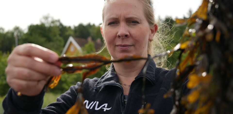 Forsker Marit F. Markussen Bjorbækmo har ledet an i oppdagelsen av ukjente parasitter i Oslofjorden.