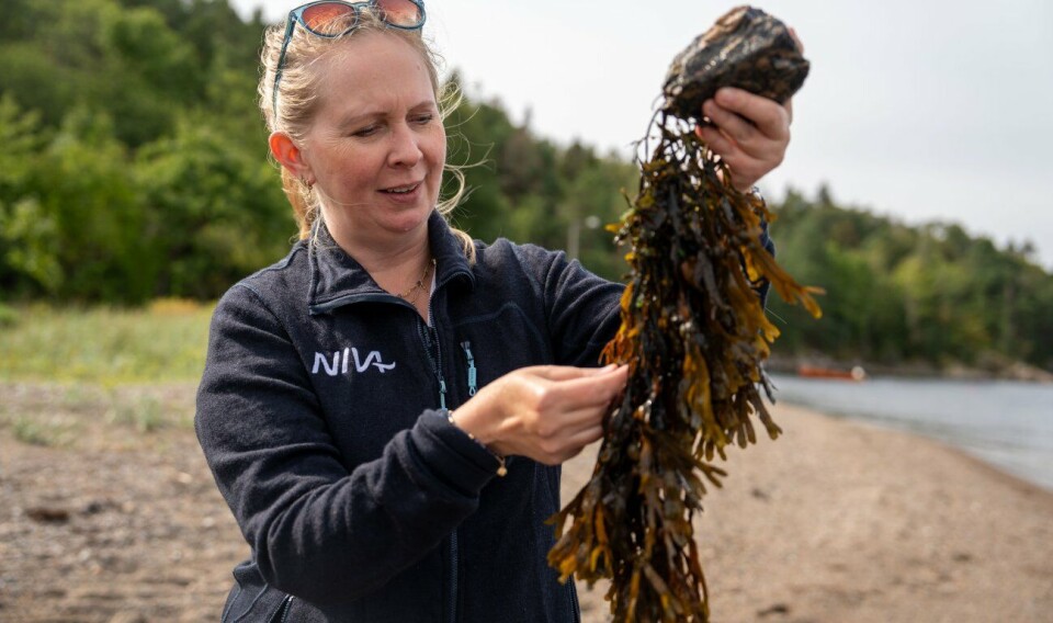 I dag finnes ingen overvåkningsprogrammer som inkluderer mikroorganismer, men etter Markussens mening er dette noe forvaltningen burde vurdere å ta med.
