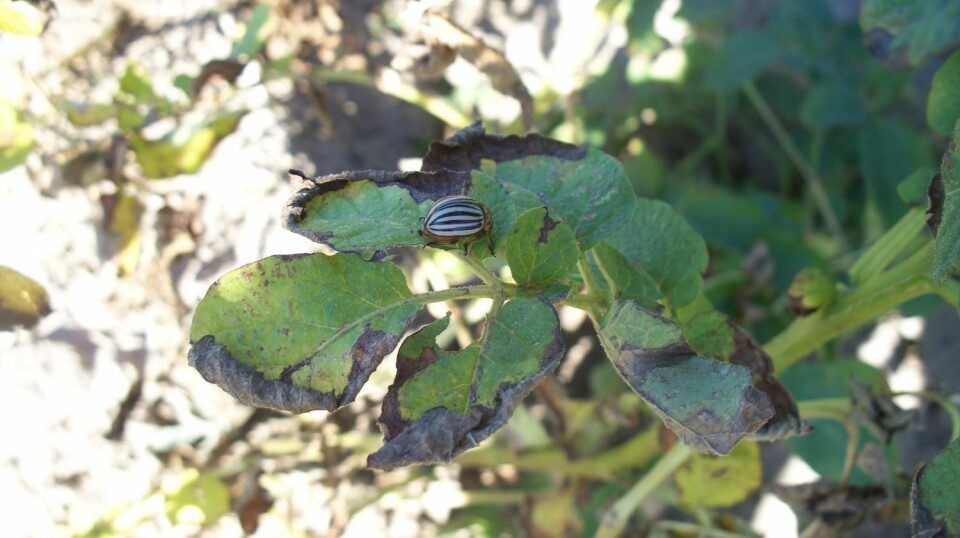De første symptomene på potettørråte sees som brune flekker på blad og stengler.