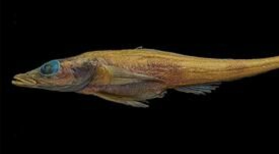 Forskere har oppdaget en hittil ukjent fisk i havet utenfor Antarktis. Hva vet vi egentlig om det isdekte kontinentet?
