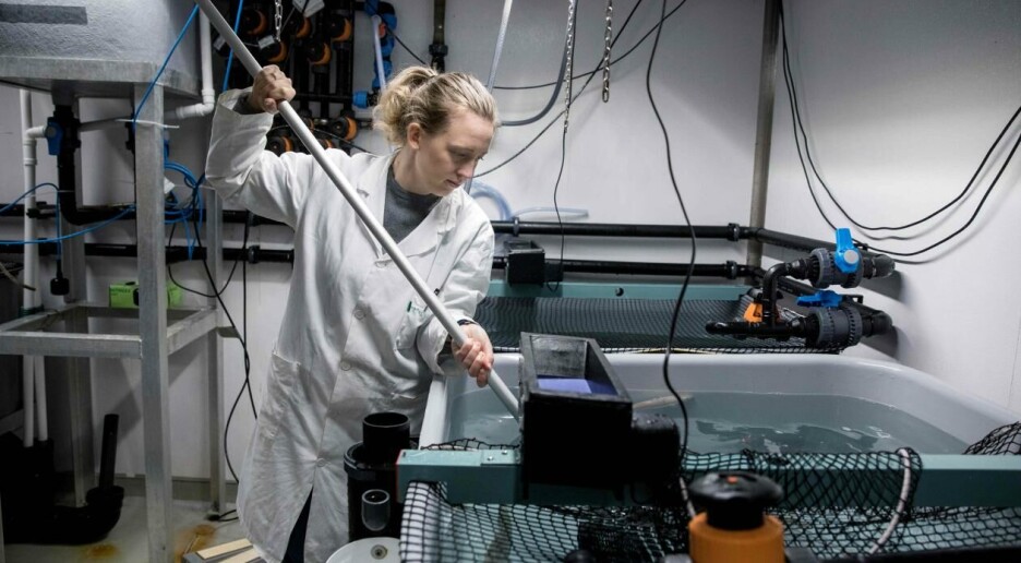 Giftige stoffer i plast blir byttet ut med alternativer som kan være like skadelige