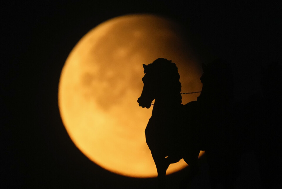 Supermånen stiger opp bak en hestestatue på toppen av Triumfbuen den russiske hovedstaden, Moskva, Russland. (AP Photo/Pavel Bednyakov) Guloransje måne med siluetten av en svart hest foran.