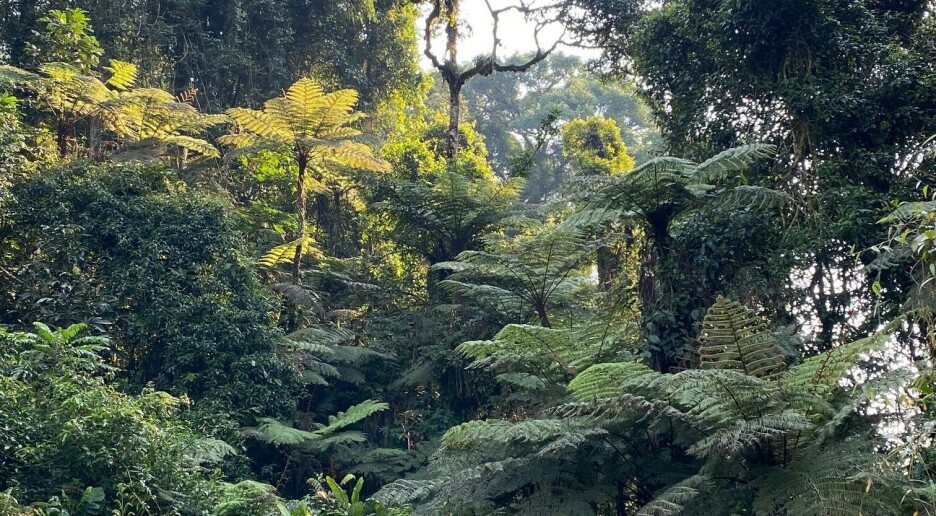 Gruvedrift i Kongo fører til stor avskoging